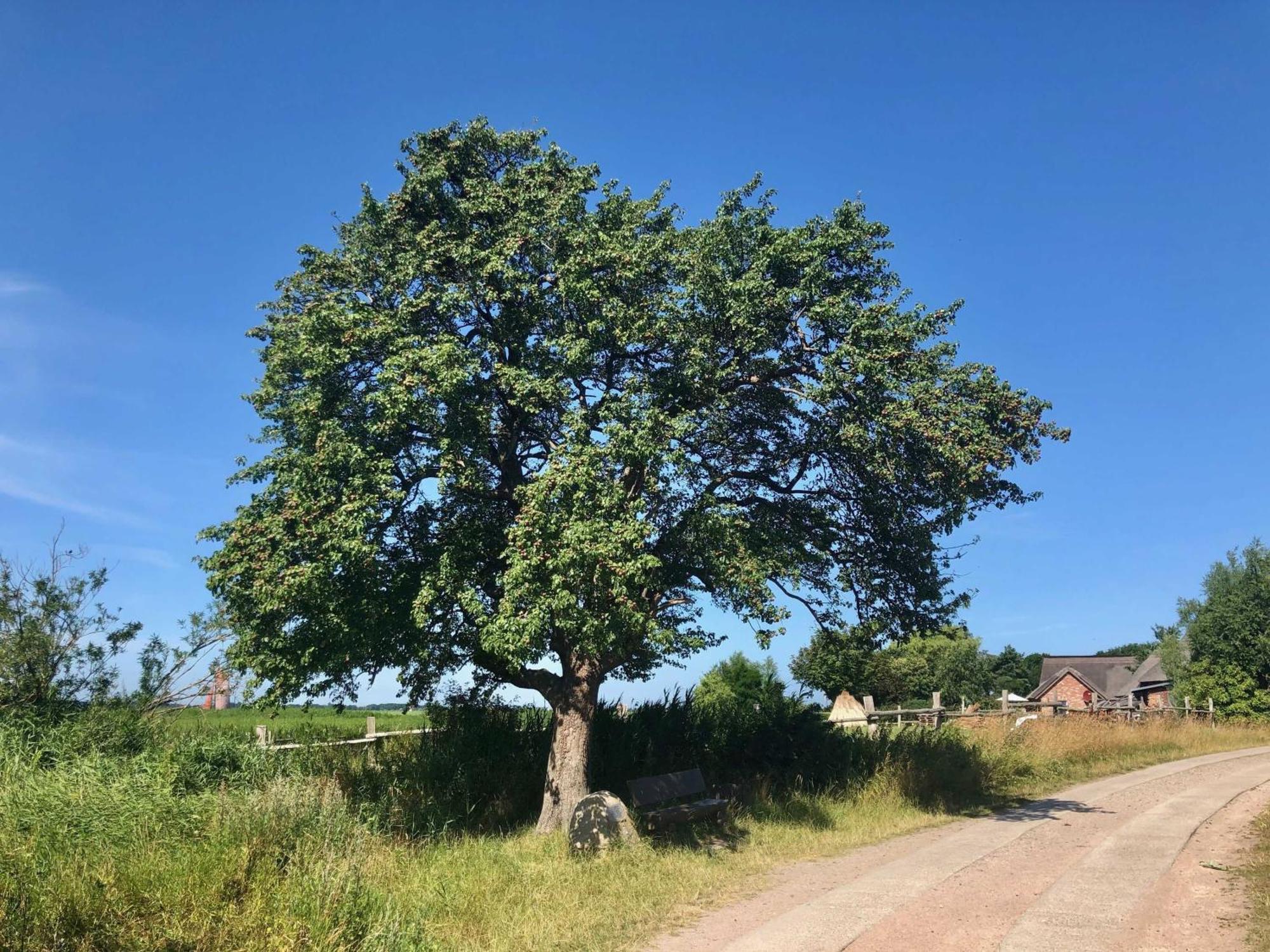 Boddenblick Fw Marlen Villa Barnstorf Kültér fotó